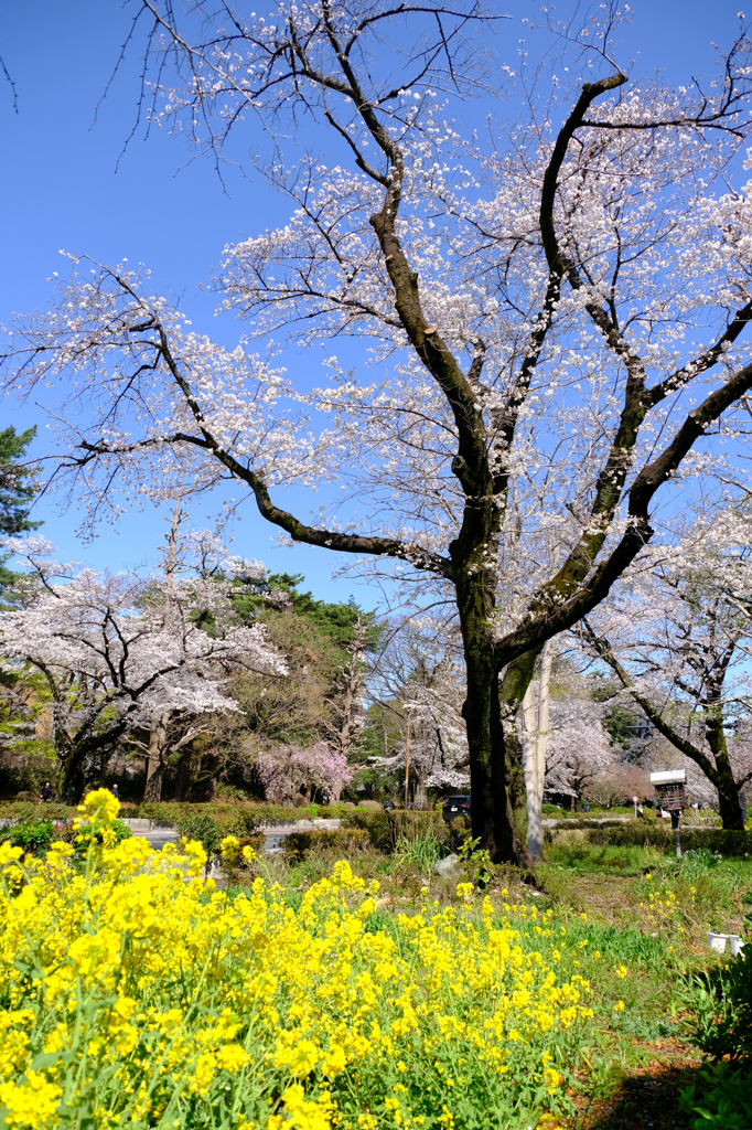 菜の花とコラボ