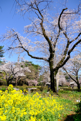 菜の花とコラボ