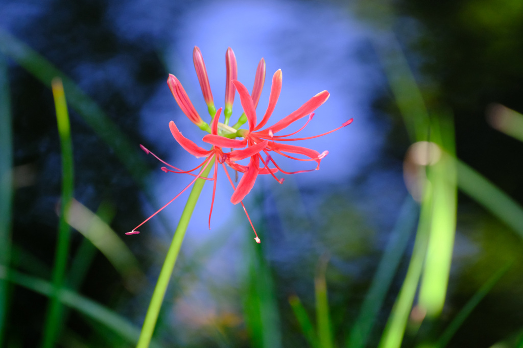 開花途上