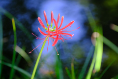 開花途上