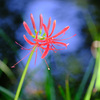 開花途上