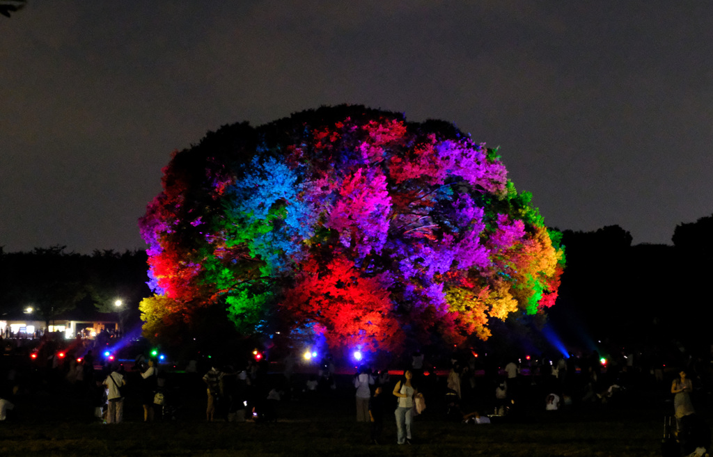 大欅のライトアップ