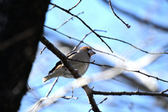 近くに飛んできた