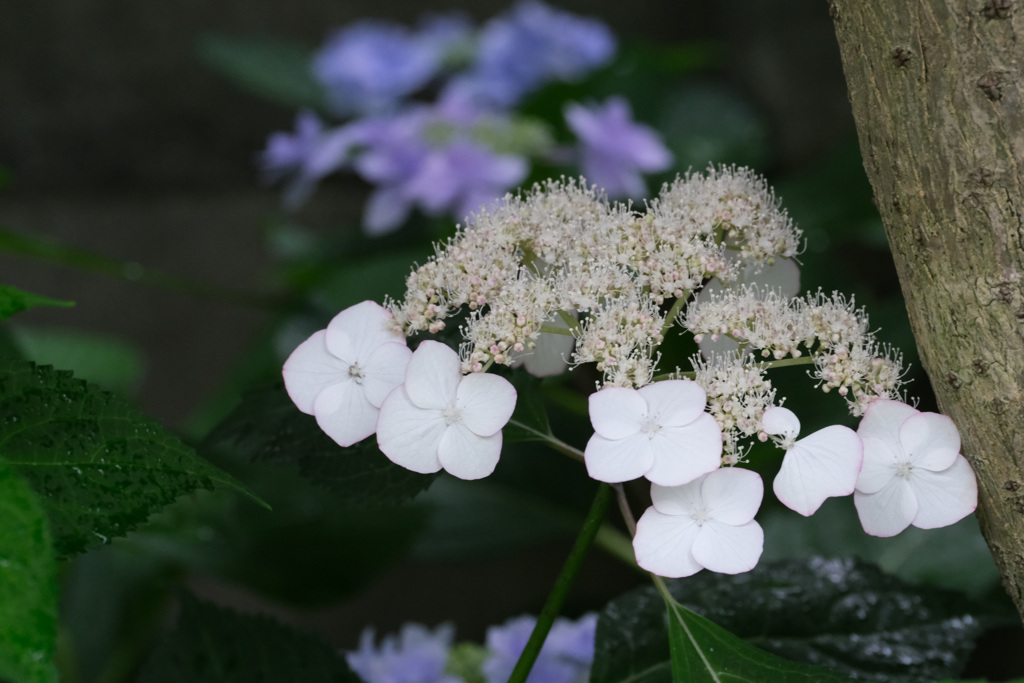 庭の紫陽花６