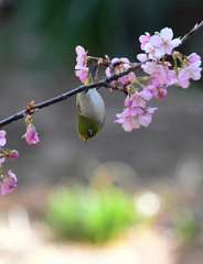 逆さま得意