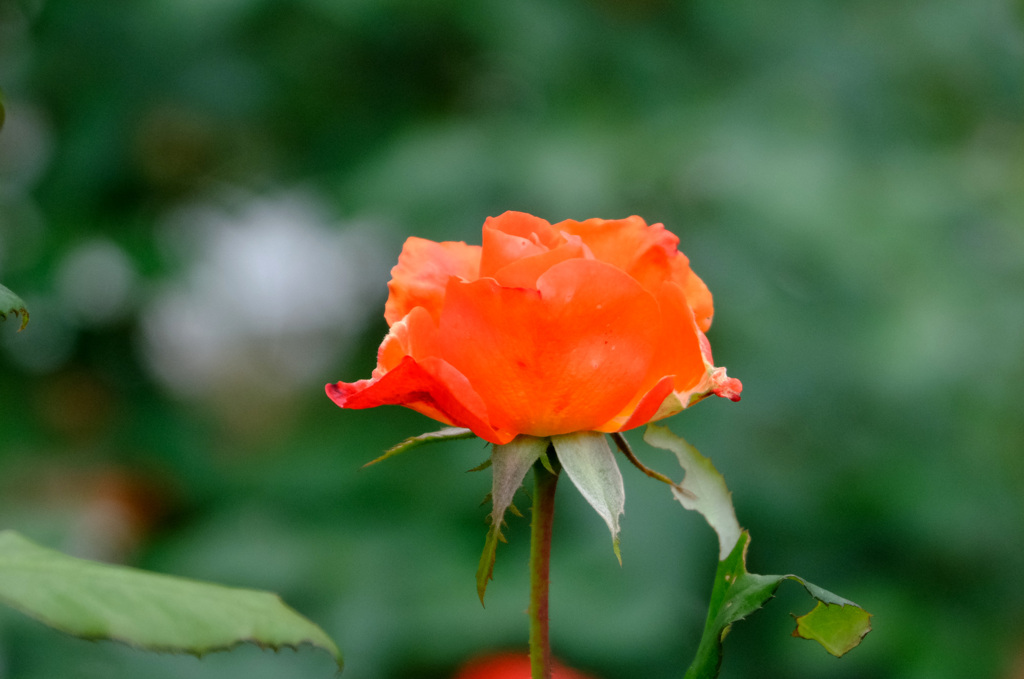 プリンセスミチコ（英）