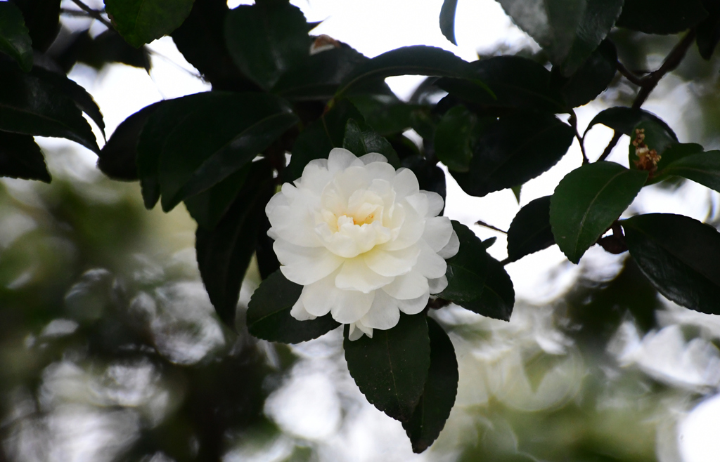 山茶花かな