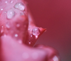 薔薇に水晶玉