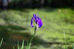 カキツバタ