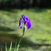 カキツバタ