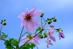 青空に皇帝ダリア