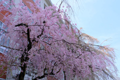 平安女学院の桜