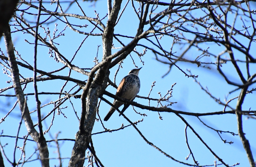 木の上のツグミン