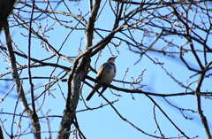 木の上のツグミン