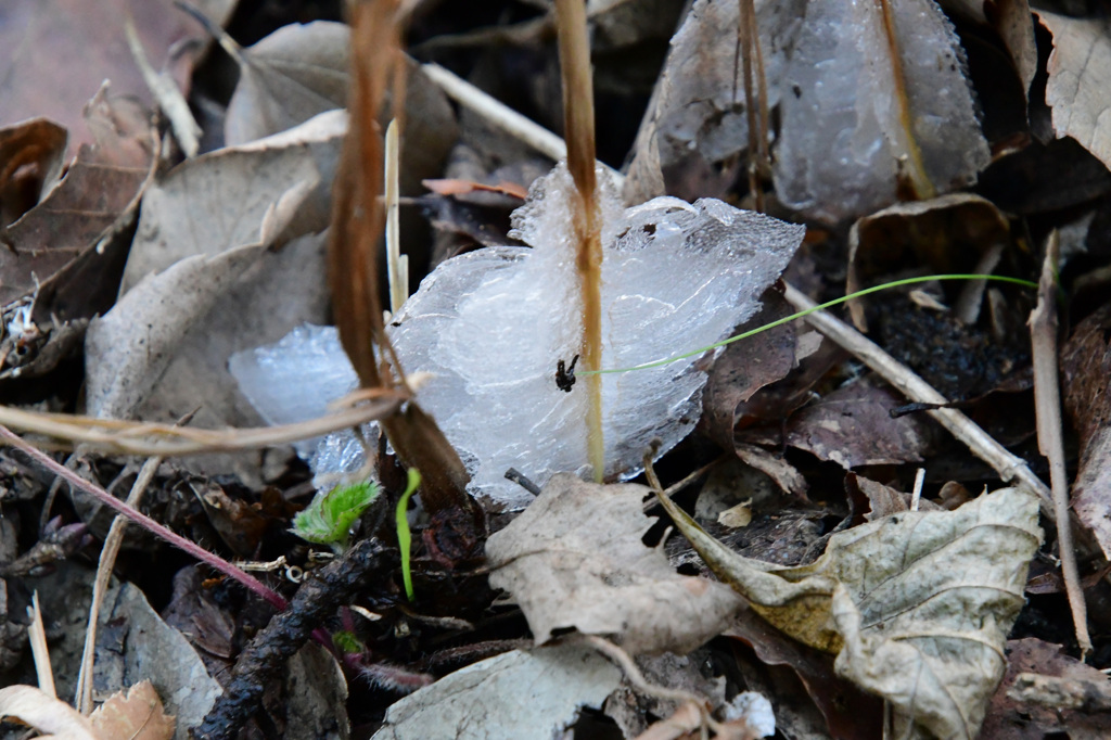 シモバシラの氷華５