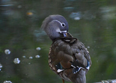 【参考】オシドリメス