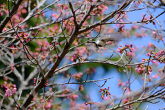陽光から飛び去る 陽光から飛び去る
