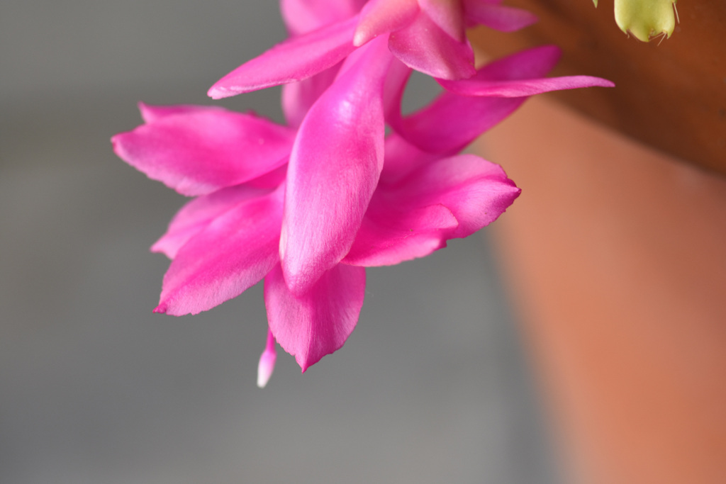 シャコバサボテン