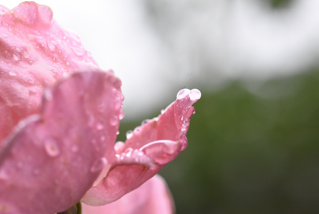 カタツムリじゃないよ