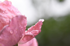 カタツムリじゃないよ カタツムリじゃないよ