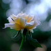 薔薇