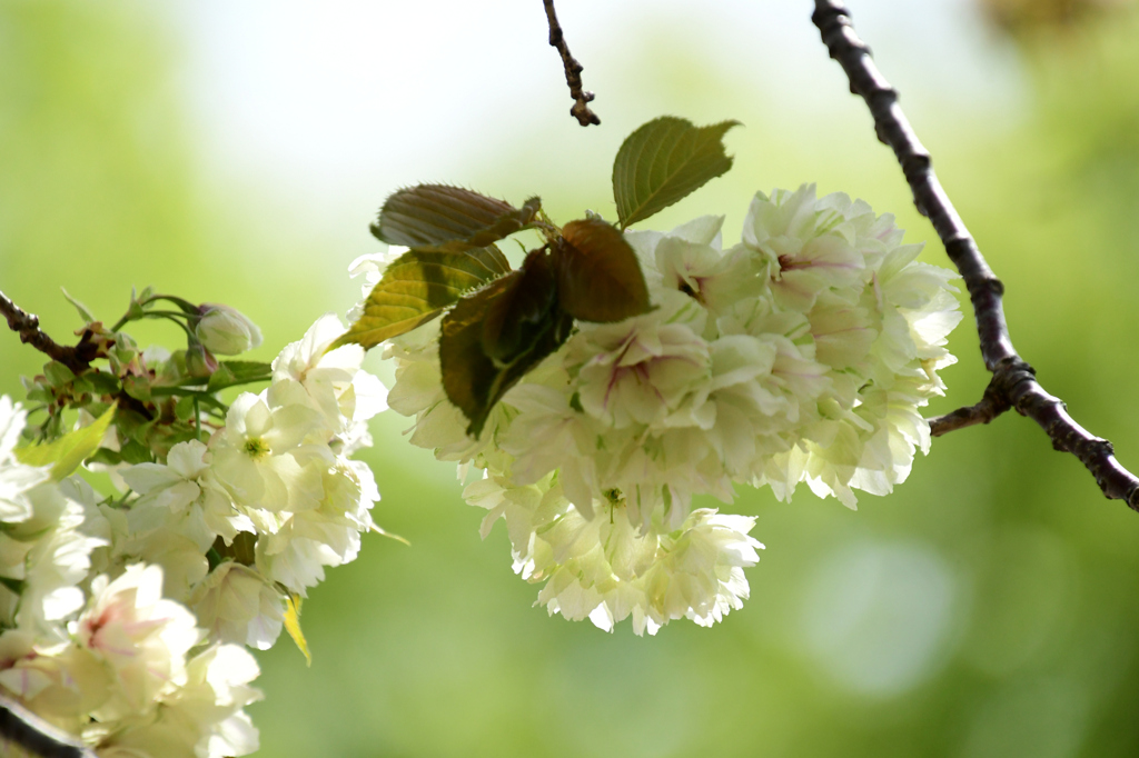 里桜「ウコン」