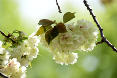 里桜「ウコン」