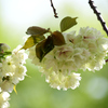 里桜「ウコン」