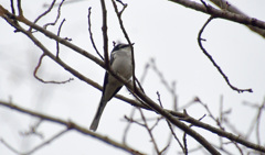 つんとおすまし