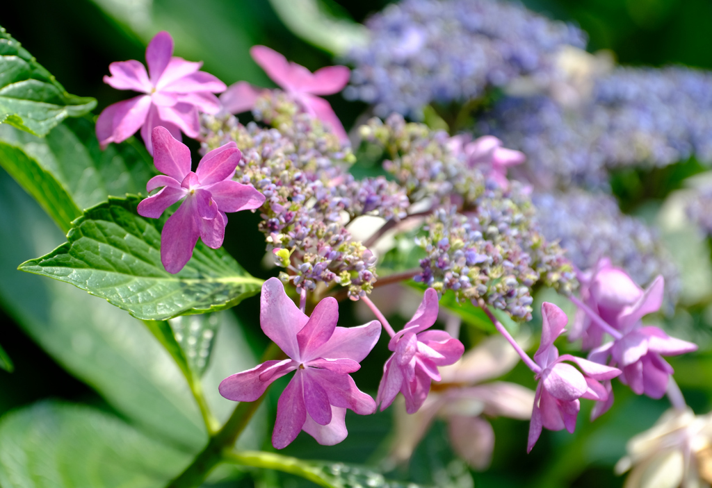 紫陽花もまだ