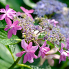紫陽花もまだ