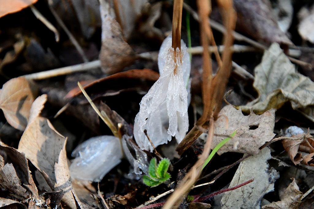 シモバシラの氷華３