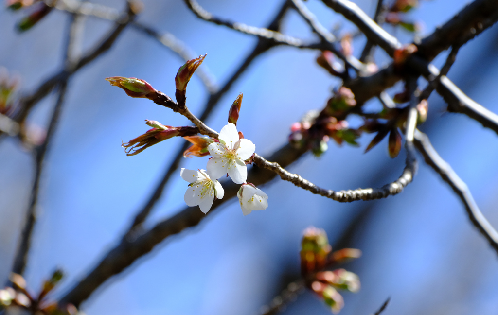 27日山桜