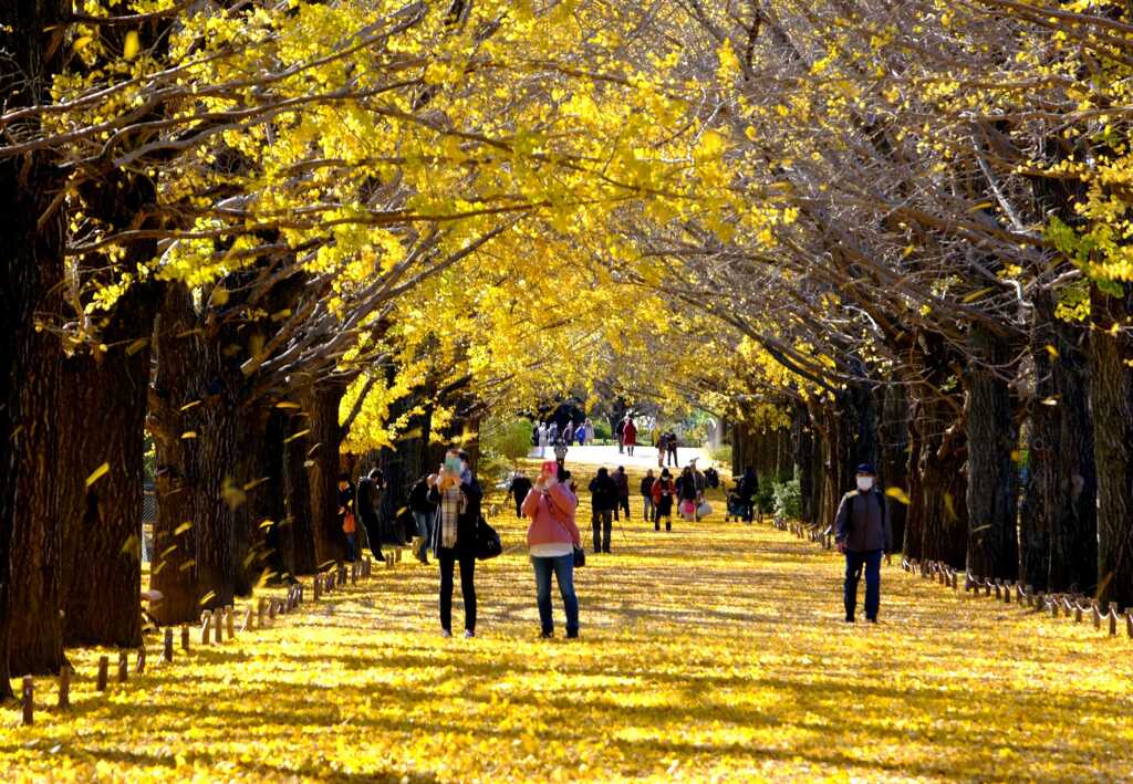 11月下旬銀杏吹雪