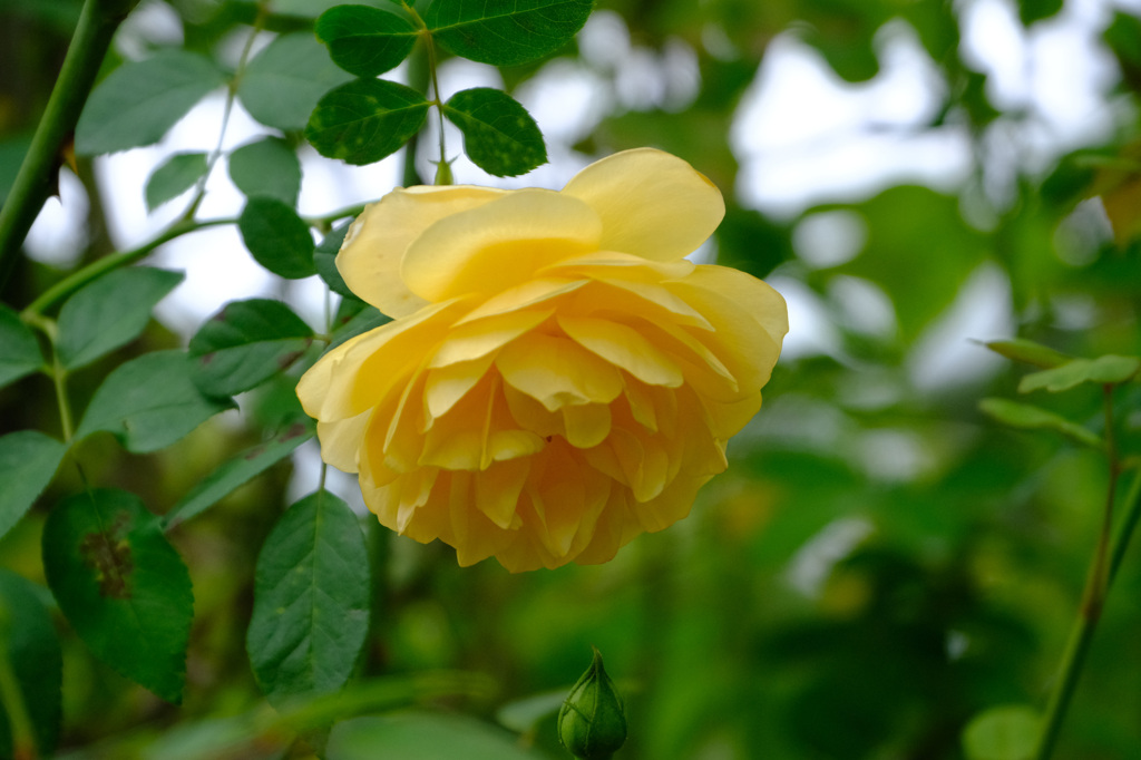 グラハムトーマス（英)