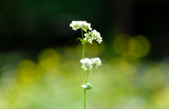 ソバの花