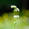 ソバの花