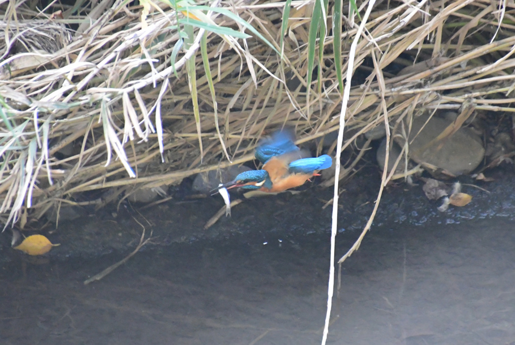 あれ？飛んじゃうの