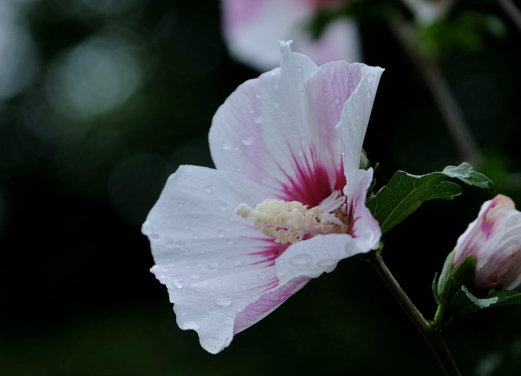 雨上がりのムクゲ