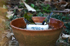 やっと四十雀の水飲み