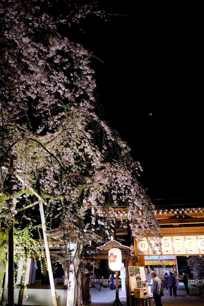 さきがけ桜かな？
