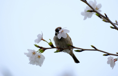 花の裏から吸蜜