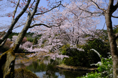 龍安寺鏡容池の桜