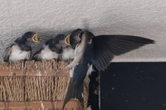 減少するツバメ