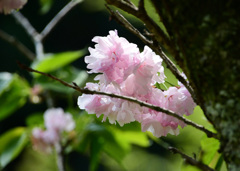 糸括