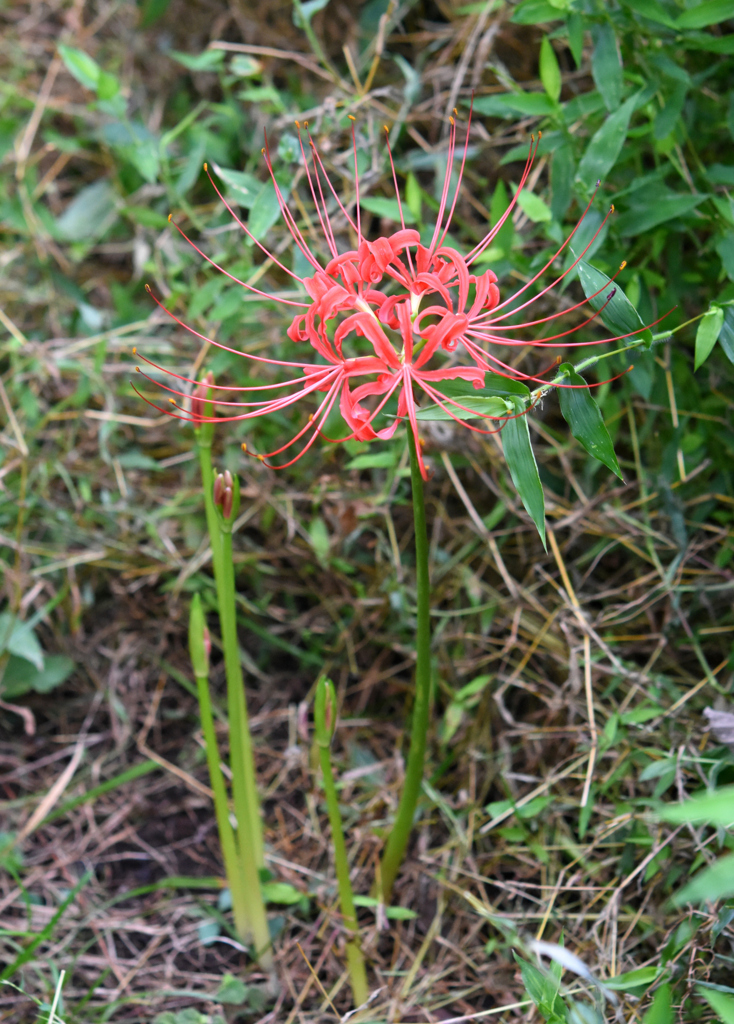 9月21日急成長
