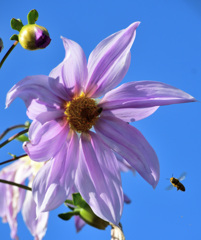 ハチさんもきた