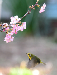 メジロとぶ