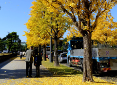 イチョウ散る散る