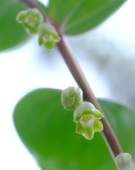 アマドコロ花のぞき